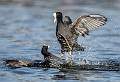 Coots Fighting 3 - by Roger Hance